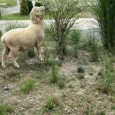 찬우목장 이미지