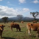 새들목장 이미지