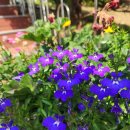 대운행정사 이미지