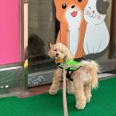 해피애견왕국 | 11월 4주차 일기 / 상상도 못했던 폭설 뭔데 도대체