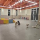 메트로자연유치원 | 부산 연산동 강아지유치원 처음 이용한 후기