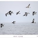 도요새