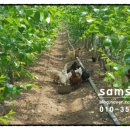 삼손농장 이미지