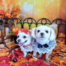 댕댕아야옹 이미지