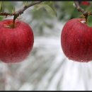 쌍둥이네 농장 이미지