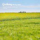 고창청보리밭축제 | 2026 학원관광농원 고창청보리밭 유채꽃 5월 1일 방문 후기🌿