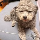 그루머로 | [가을] 가을이 미용 후기 - 그루머로