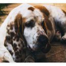 바셋하운드 이미지