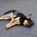 아리's dog 이미지