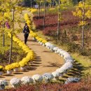 옥정 왕벚나무길 이미지