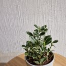 구미대로-32 이미지