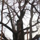 의령 세간리 은행나무 이미지