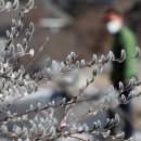 버들강아지 이미지