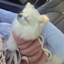 아이뽀 애견 유치원 호텔 | 해운대 애견미용 후기, 호텔·유치원까지 갖춘 몽아띠