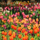 커피꽃향기 | 🌷서울숲 튤립꽃 탐방기｜꽃향기 가득한 봄날 산책｜서울 봄 나들이 명소 추천