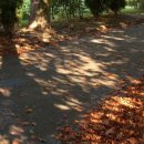 코모레비 이미지