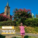 칠곡 가실성당 | 폭싹 속았수다 촬영지로 핫한 칠곡 가실성당 배롱나무 꽃구경