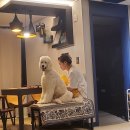 38.5독 | 분독 대형견하네스추천 분독목줄 안샀으면 어쩔뻔