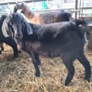 아벨농장 이미지