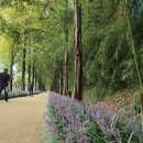 메타세쿼이어길 화장실 이미지