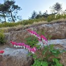 바이오엔펫 이미지