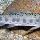 고기도감 이미지