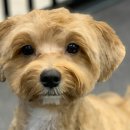 시현펫살롱 이미지