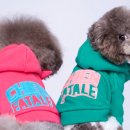 명품애견 이미지