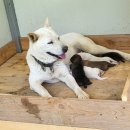 똑순이네 이미지