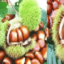 석장농장 이미지