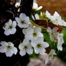 이화목장 이미지