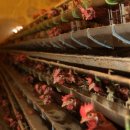 양계장닭한마리 이미지