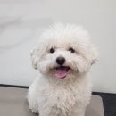 동이애견 이미지