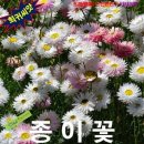 로단테(Rhodanthe) 이미지