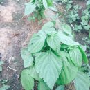 농사이야기 농담 이미지