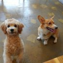 빌리지독 이미지