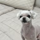 댕이쌀롱 | [대구 상인동] 강아지 미용, 믿고 맡기는 댕이쌀롱