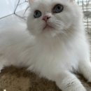 바보나무사진카페