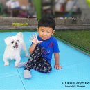 엘로이 동물병원 | 강아지 유기농 신장영양제 마이펫닥터 엘로이레날 효과 짱!