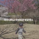 아주대학교 | 수원 아주대학교 벚꽃 후기 | 아이랑 가기 좋은 벚꽃 명소 (주차 정보 포함)