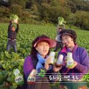 애드피아 이미지