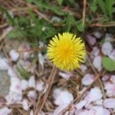 고향의봄도서관 이미지