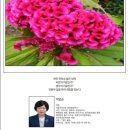 260408_서울자치신문_604호_디카시_박양순 이미지