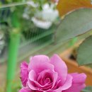 해피농장 이미지