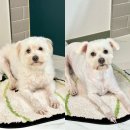 지지묭 | 천안 두정동 중형견 애견미용 잘하는곳 지지묭