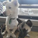 김대진동물병원 이미지