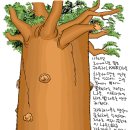 카우리(kauri)