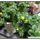 큰손원조할매순대국 이미지