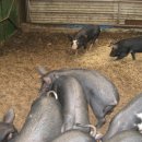 죽림농장 이미지