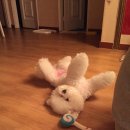 우쭈쭈애견샵 이미지